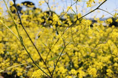 Close-up of yellow flowering plant on field