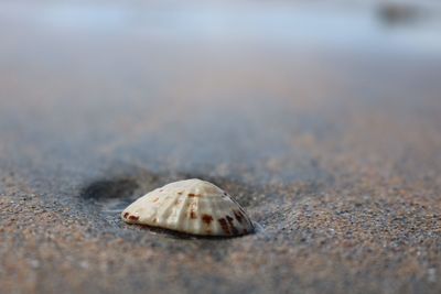 Close-up of shell on sand