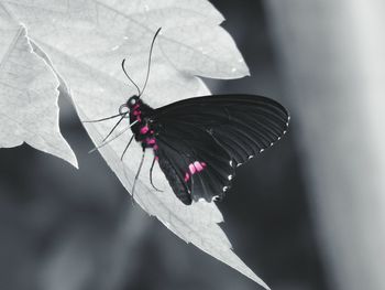 Close-up of butterfly on plant