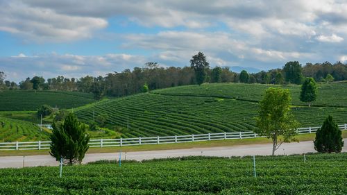 Scenic view of agricultural field against sky