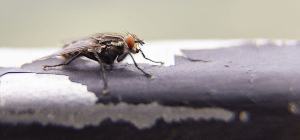 Close-up of fly on table
