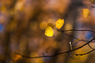 Close-up of yellow leaves on branch