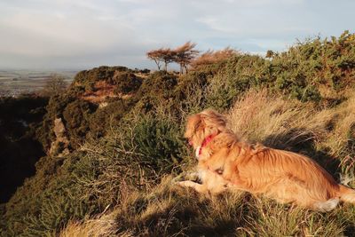 Dog relaxing on grass against sky