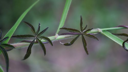 Close-up of plant