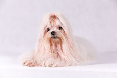 Portrait of a dog