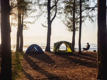 Camping tents on the beach filled of pine forest with golden sky sunrise in the morning. 