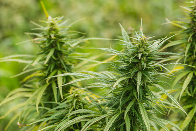 plant