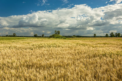 Large field of triticale and white clouds in the blue sky