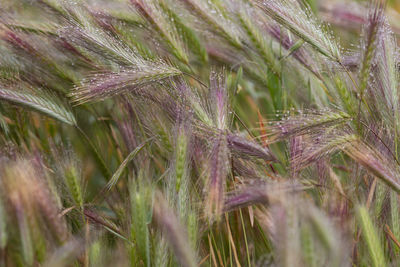 Close-up of wheat growing on field