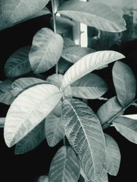 High angle view of flowering plant leaves