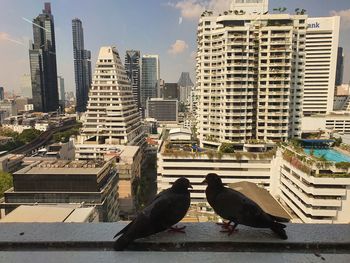 Birds perching on buildings in city