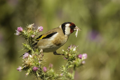 Close-up of bird perching on flower
