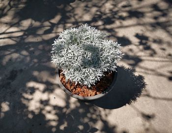 High angle view of succulent plant