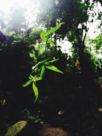 Close-up of plant