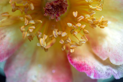 Close-up of purple flowering plant