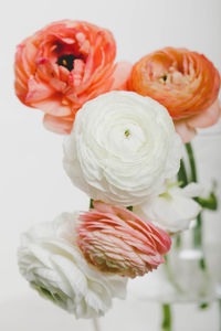 Close-up of ranunculus