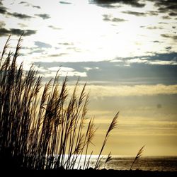 Scenic view of sea at sunset