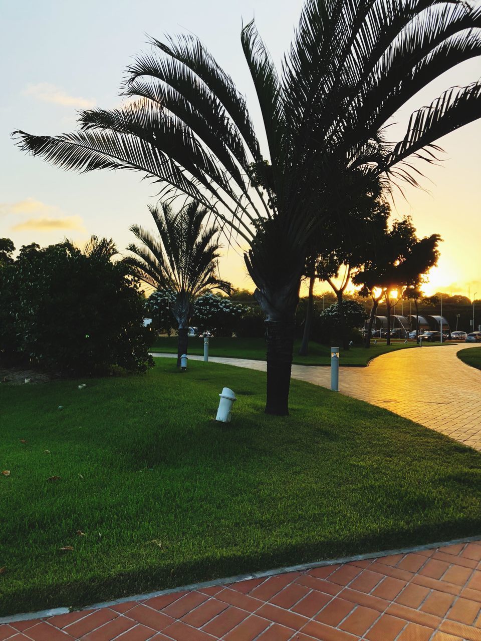 VIEW OF PALM TREES AT PARK