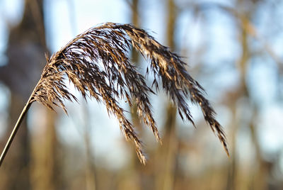 Close-up of wilted plant in field