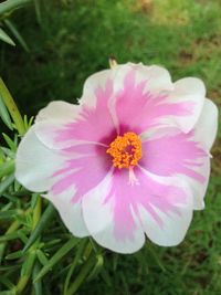 Close-up of pink flower