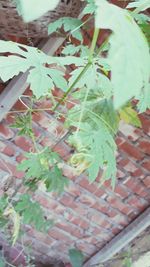 High angle view of ivy growing on plant