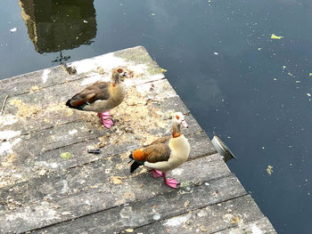 High angle view of birds in lake