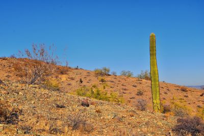 Cactus saguaro carnegiea gigantea, south mountain park preserve, pima canyon, phoenix arizona desert