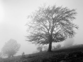 Tree on field against sky