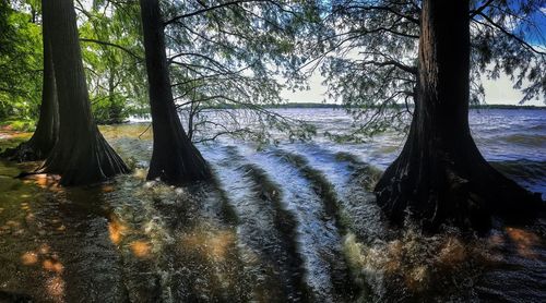 Scenic view of river in forest