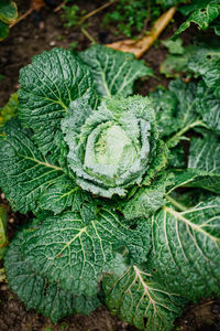 High angle view of fresh green plant in garden