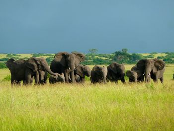 Elephants on grassy field against clear blue sky