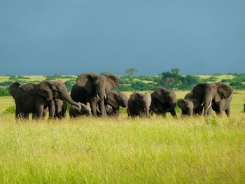 Grass grazing on grassy field