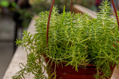 High angle view of potted plant