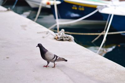 High angle view of bird perching on boat