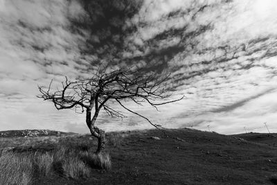 Bare tree on field against sky