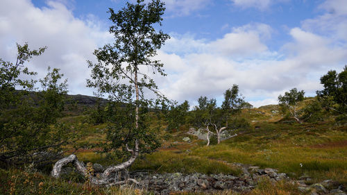 Trees growing on field against sky