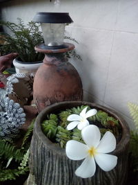 Close-up of white flower in pot