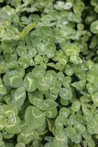 Full frame shot of water drops on leaves