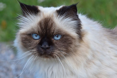 Close-up portrait of a cat