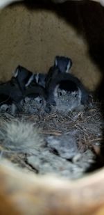 Close-up of birds on rock