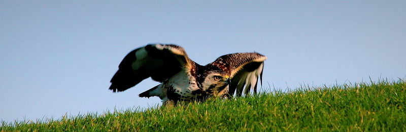 Lizard on field against clear sky