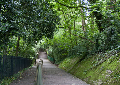 Walkway amidst plants and trees