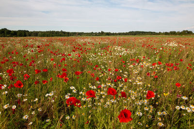 Red poppies on field against sky