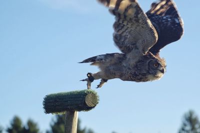 Low angle view of eagle flying against clear sky