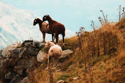 Sheep standing in a field