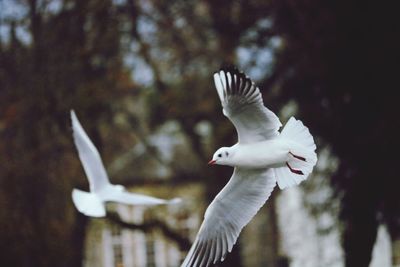 Close-up of bird flying against trees