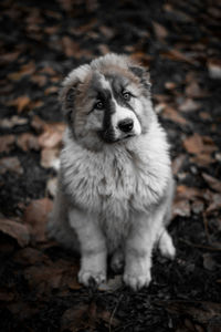 High angle portrait of dog standing on field