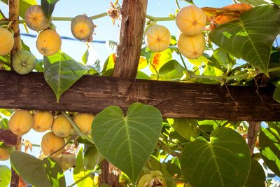 Low angle view of fruits hanging on tree