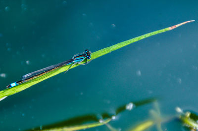 Close-up of praying mantis against blue water