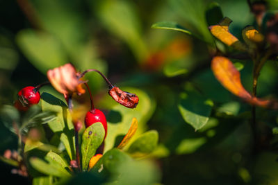 Close-up of red flowering plant